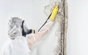 Best Commercial Mold Inspection in Tigard, OR